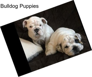 Bulldog Puppies