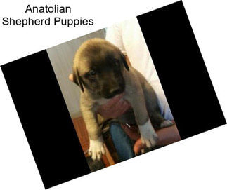 Anatolian Shepherd Puppies