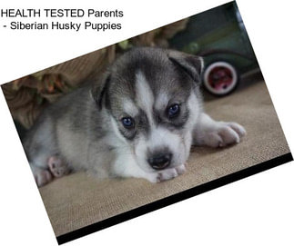 HEALTH TESTED Parents - Siberian Husky Puppies