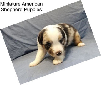 Miniature American Shepherd Puppies