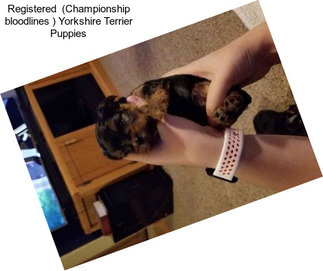 Registered  (Championship bloodlines ) Yorkshire Terrier Puppies