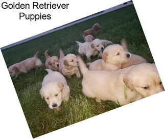 Golden Retriever Puppies