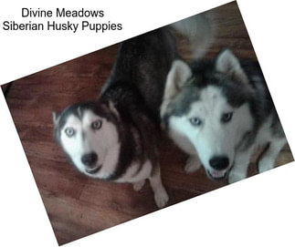 Divine Meadows Siberian Husky Puppies