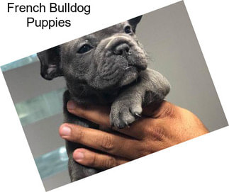 French Bulldog Puppies