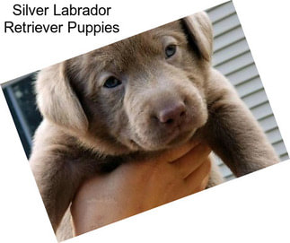 Silver Labrador Retriever Puppies