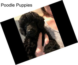 Poodle Puppies