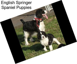 English Springer Spaniel Puppies