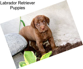 Labrador Retriever Puppies