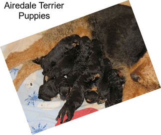 Airedale Terrier Puppies