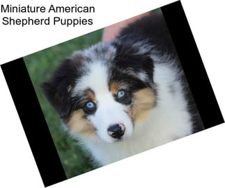 Miniature American Shepherd Puppies