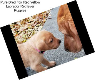 Pure Bred Fox Red Yellow Labrador Retriever Puppies