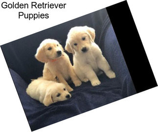 Golden Retriever Puppies