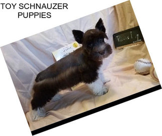 TOY SCHNAUZER PUPPIES