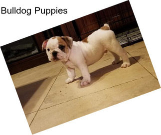 Bulldog Puppies