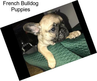 French Bulldog Puppies