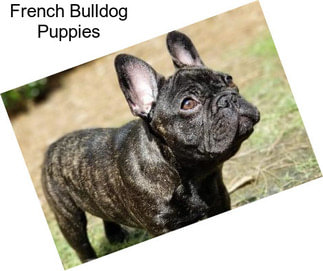 French Bulldog Puppies