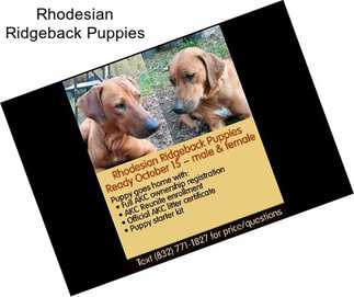 Rhodesian Ridgeback Puppies