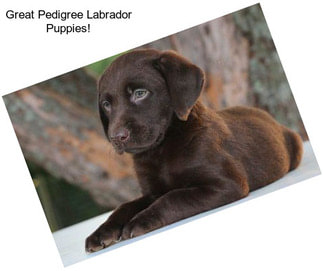 Great Pedigree Labrador Puppies!