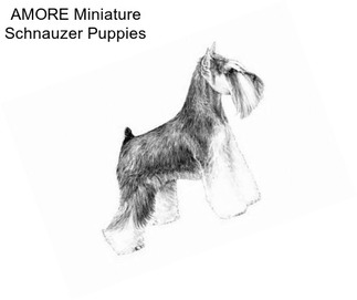 AMORE Miniature Schnauzer Puppies