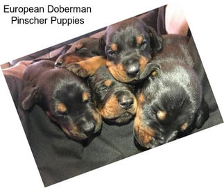 European Doberman Pinscher Puppies