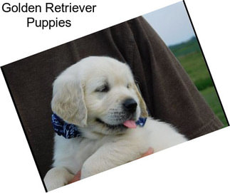 Golden Retriever Puppies