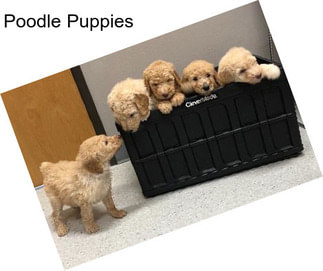 Poodle Puppies