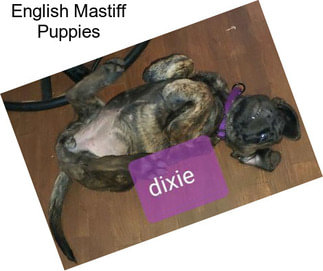 English Mastiff Puppies