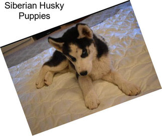 Siberian Husky Puppies