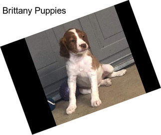 Brittany Puppies