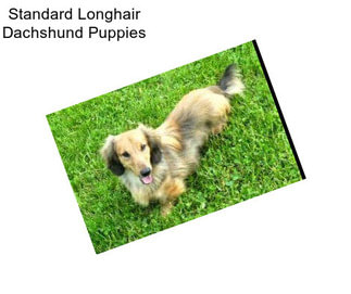 Standard Longhair Dachshund Puppies