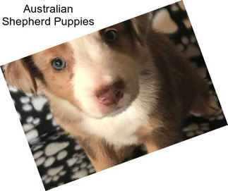 Australian Shepherd Puppies