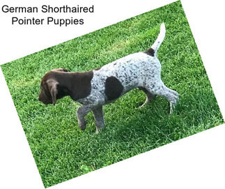 German Shorthaired Pointer Puppies