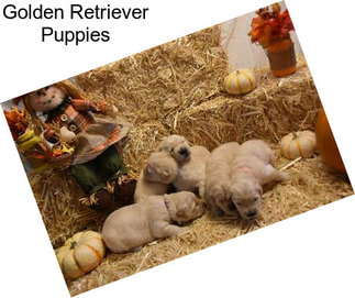 Golden Retriever Puppies