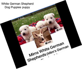 White German Shepherd Dog Puppies puppy
