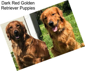 Dark Red Golden Retriever Puppies