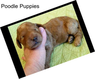 Poodle Puppies