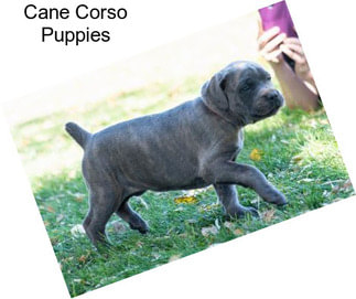 Cane Corso Puppies