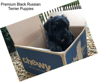 Premium Black Russian Terrier Puppies