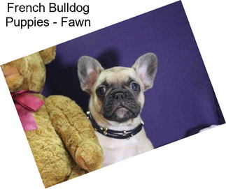 French Bulldog Puppies - Fawn