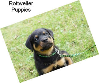 Rottweiler Puppies