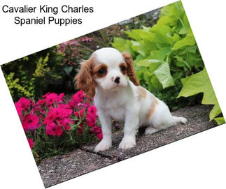 Cavalier King Charles Spaniel Puppies