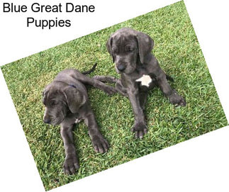 Blue Great Dane Puppies