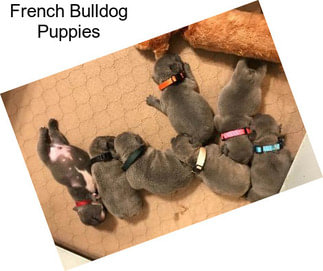 French Bulldog Puppies