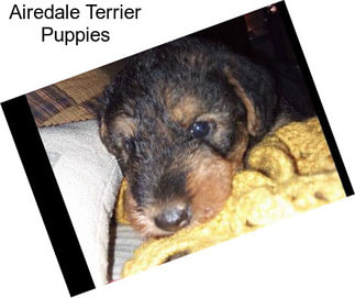 Airedale Terrier Puppies