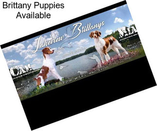 Brittany Puppies Available