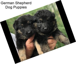 German Shepherd Dog Puppies