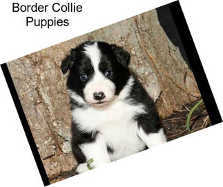 Border Collie Puppies