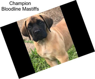 Champion Bloodline Mastiffs