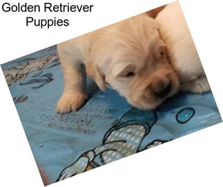 Golden Retriever Puppies