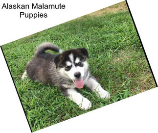 Alaskan Malamute Puppies